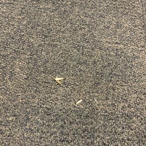 Meet your Posher, Brent